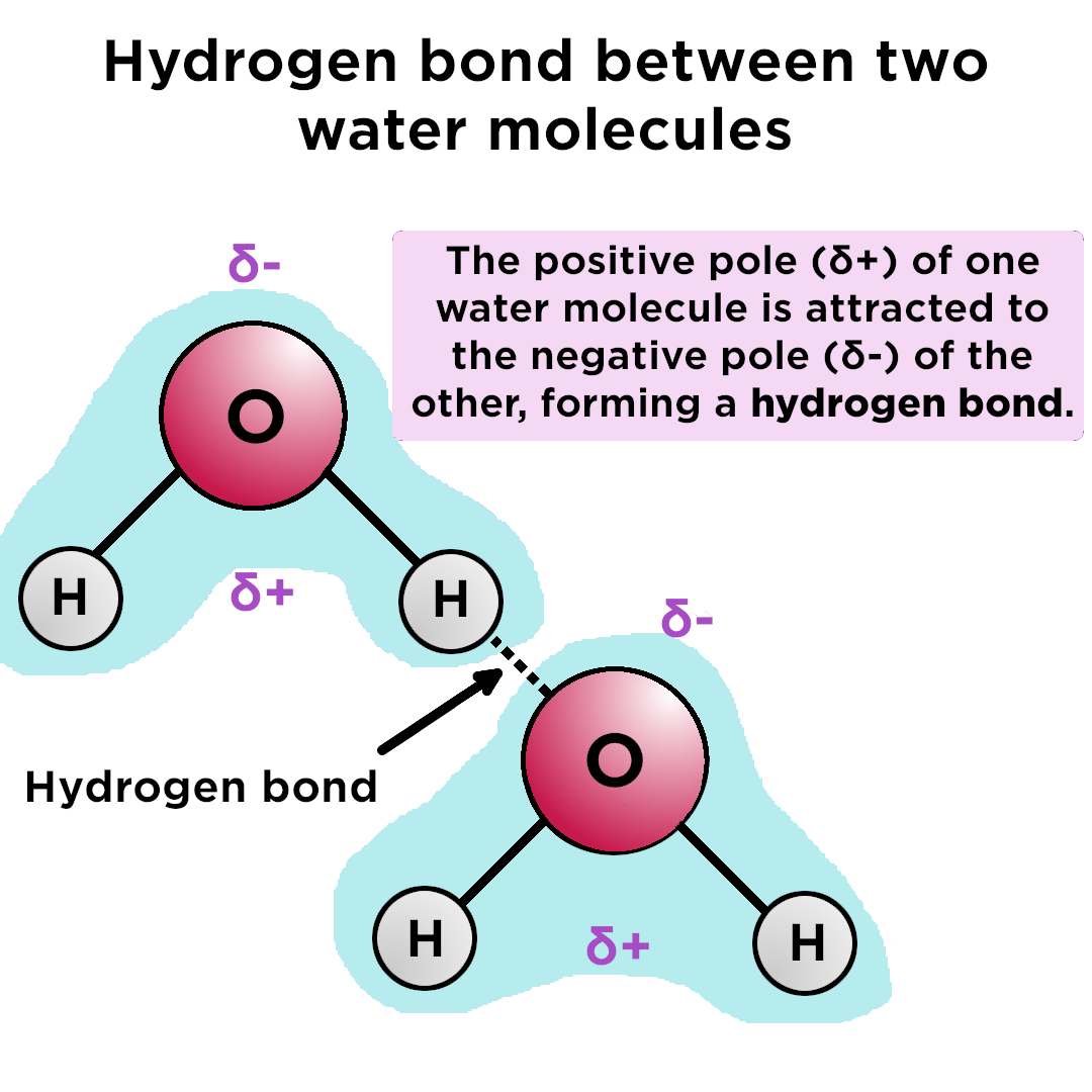 Hydrogen_Bonding_Example.png